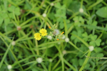 Una flor entre muchas