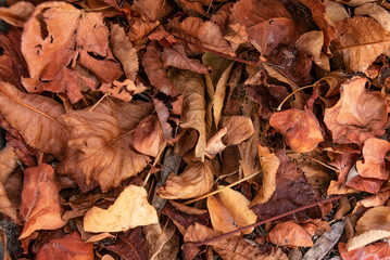 red withered fallen leaves