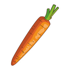 Carrot fresh vegetable
