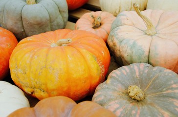 Bright orange pumpkin amongst pale pumpkins