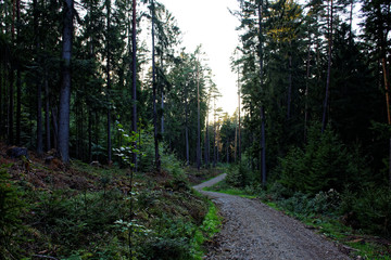 Fototapeta premium evening road in the autumn forest