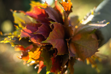 Bouquet of autumn maple leaves in sunny weather