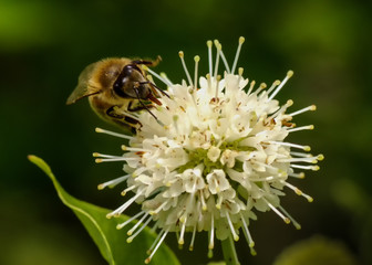 Honey Bee on Buttonbush