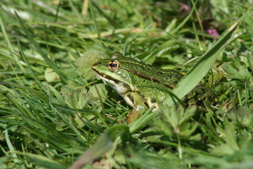 Grenouille verte