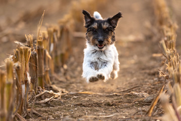 Dog running over harvested corn field in autumn. jack russell terrier 3 years old