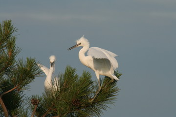 Little egret