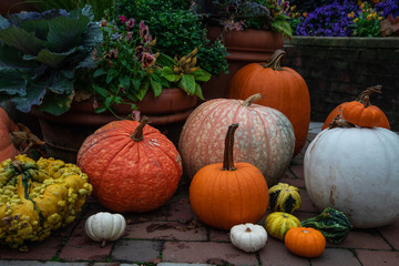 Pumpkins background, autumn colors
