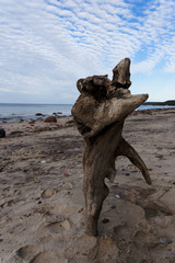 The destroyed tree root on the seashore.