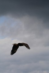 Eagle, river, water, sky, MN, white, storm, bird, nature, wildlife