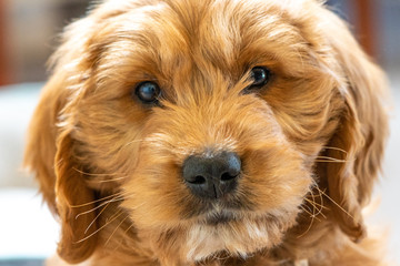 Groodle Goldendoodle puppy