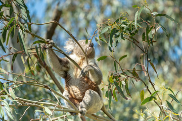 Koala searching for food