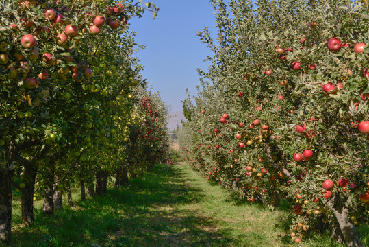 Ripe apples ready for harvesting