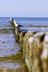 Gulls on a wooden breakwater on the seashore.