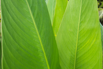 Leaf background Green, in phuket Thailand