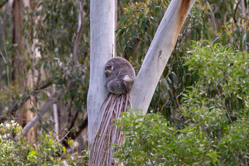 Koala asleep in a gumtree