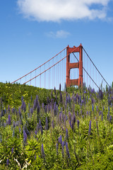 Golden Gate Bridge, San Francisco - red steel structure against bright blue sky with foreground of purple Echium