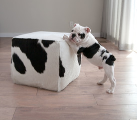 Profile view of black and white bulldog puppy dog leans on cow hide ottoman square furniture. © mariedolphin
