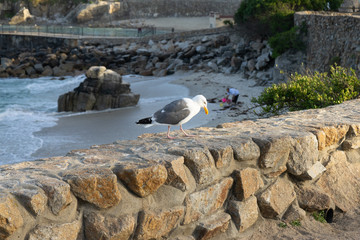 Obraz premium seagull