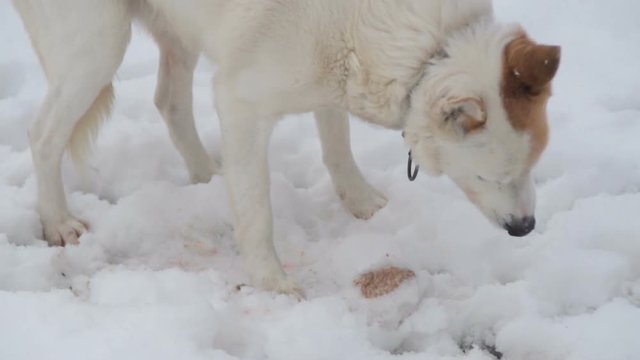 white dog eating in the snow 