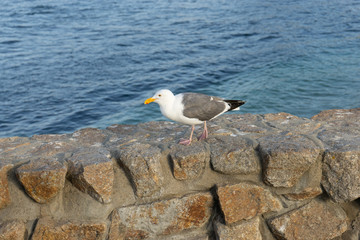 seagull
