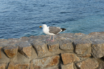seagull