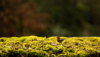 Just this little friend.