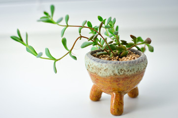 A succulent plant in a small pot