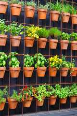 Vertical herb garden of individual terracotta pots on wall
