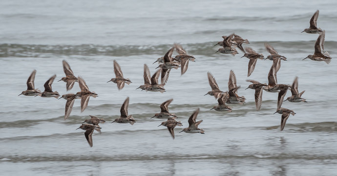 A flock of birds flying over schooners beach tofino