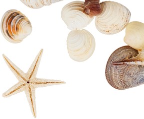 Assorted shells and starfish