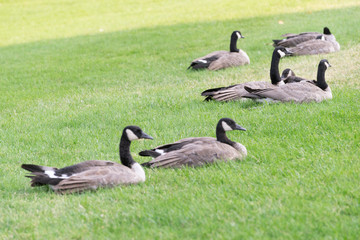geese