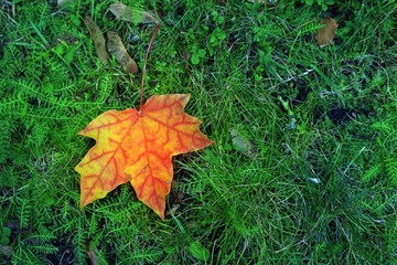 Maple leaf lying on green grass background for design.