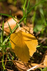 Autumn Birch Leaves in the Grass