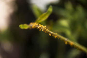Flor macro