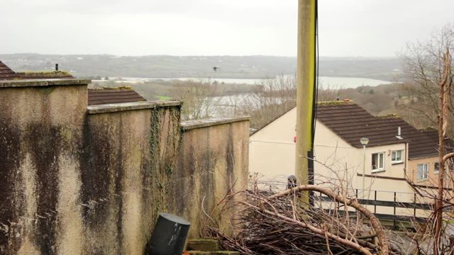Bird fles by telegraph pole over looking estuary in Whitleigh Plymouth England.