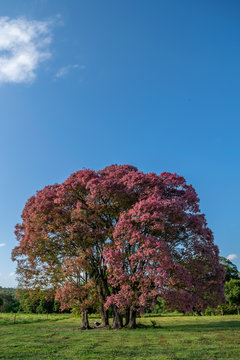 sapucaia tree