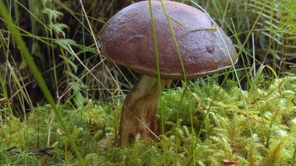 Wild Mushroom