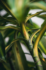 Potted plant close up