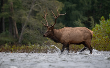 Naklejka na ściany i meble Bull Elk Crossing a Creek 