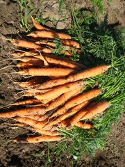 Carrots on the ground