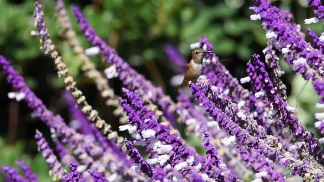 HD video of one female Allens hummingbird drinking nectar from Salvia leucantha flowers, know as Mexican bush sage. These birds are common only in the brushy woods, gardens, and meadows of coastal CA
