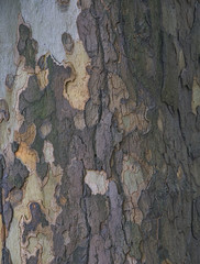 The texture of the tree is sycamore. Background is gray and yellow. The color bark of the trunk.