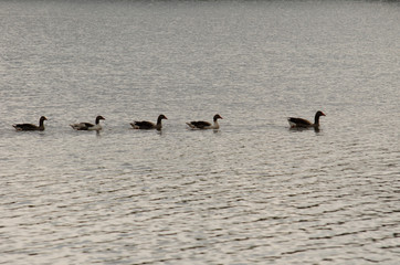 patos