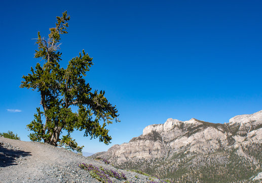 Great Basin Bristlecone Pine Tree