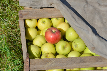 Green-red apples in boxes and baskets.