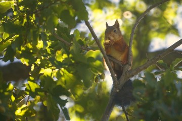 Cute squirrel eating acorn in an oak tree
