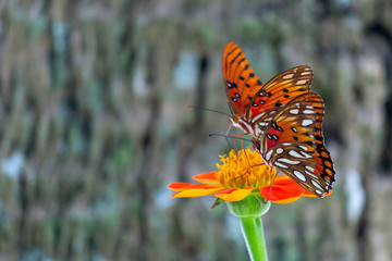 Two viceroy butterflies sitting on a flower