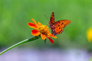 Viceroy butterfly on a flower