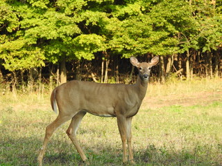 Deer Pose