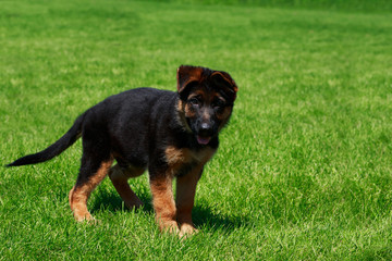 Dog breed German Shepherd